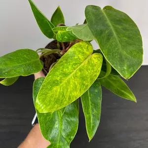 Philodendron 'Painted Lady'