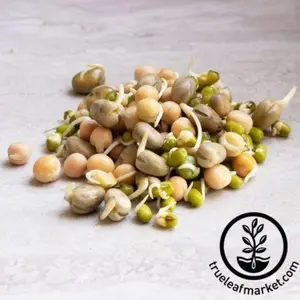 Sweet Protein Mix - Organic - Sprouting Seeds