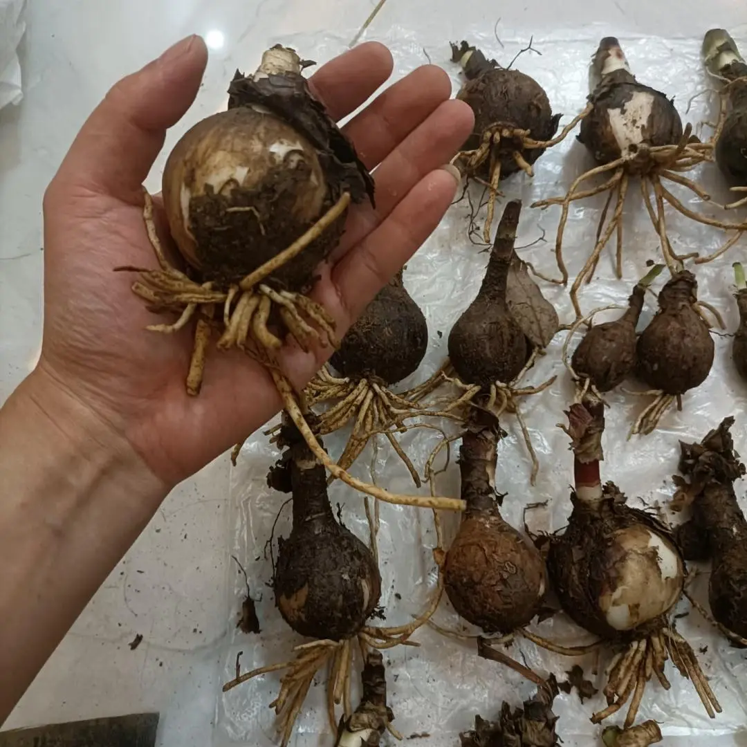 2PC Spider Lily Bulbs, Beginner-Friendly Hardy Perennial Ornamental Flowers for Garden Planting