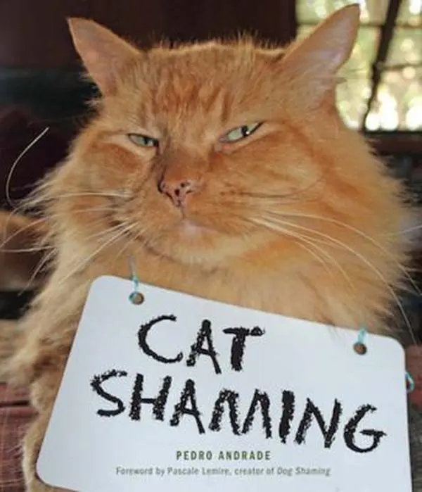 USED-Cat Shaming by Andrade, Pedro (Paperback)