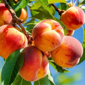 Peach Tree Seeds – Grow Your Own Juicy, Sun-Ripened Fruit at Home