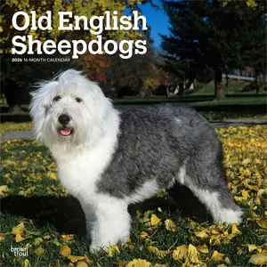 Old English Sheepdogs | 2026 12 x 24 Inch (Hanging) Monthly Square Wall Calendar | Plastic-Free | BrownTrout | Animals Dog Breeds