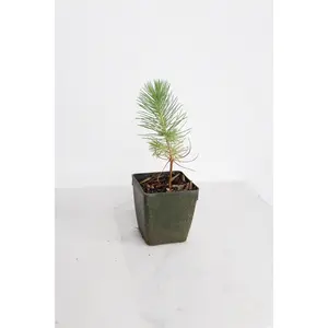 Bonsai Starter - Pinus Eldarica Afghan Pine in 2" Pot