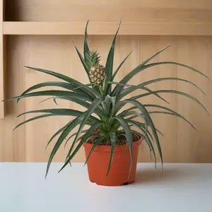Bromeliad 'Yellow Pineapple' 6" Pot with Yellow Pineapple Plant indoor houseplant