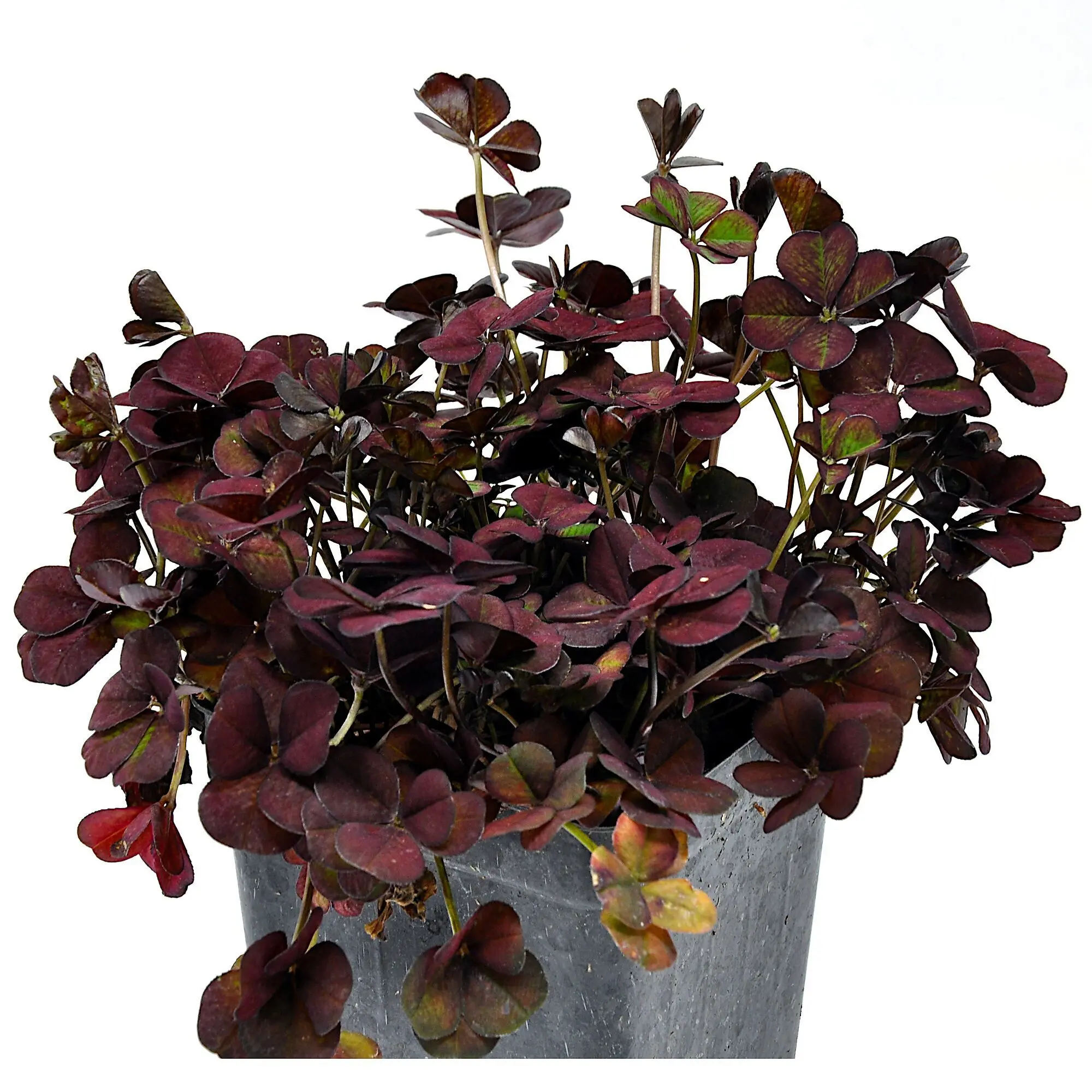 Trifolium Lucky Clover, Coco Mint, Shamrock Clover