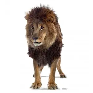 212 MAIN Large-Size Cardboard Standup Cutout, Home Decor, Party Decorations for Fierce-Looking Animal Lovers