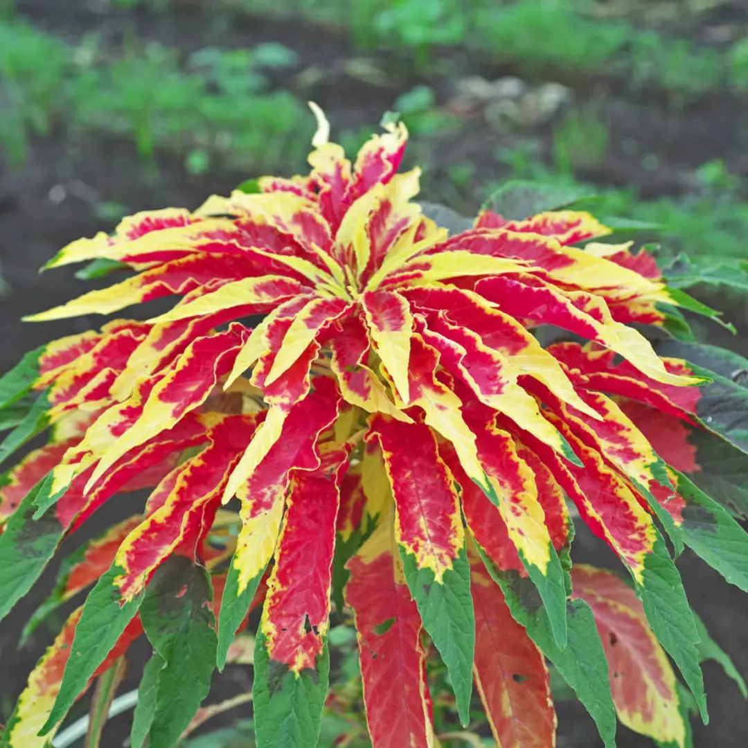Organic Perfecta Amaranth Seeds (Amaranthus tricolor) – Vibrant Tricolor Leaves for Dynamic Garden Displays