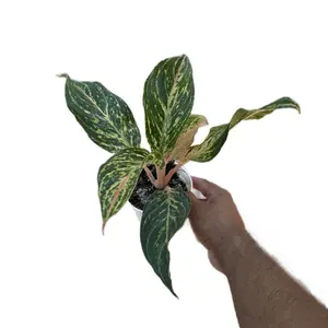 Aglaonema “Sparkling Sarah” - 4 Inch