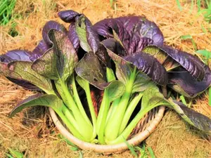 Purple Lady Bok Choy Seeds