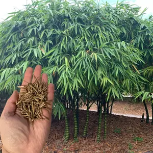 50 Dwarf Buddha Belly Bamboo Seeds