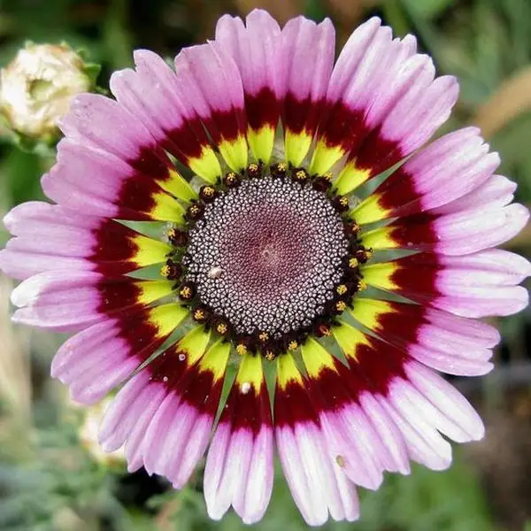 Painted Mix Daisy Flower Seeds - Non-GMO Heirloom - Pink Indian Blanket Colors - 50pcs/pack