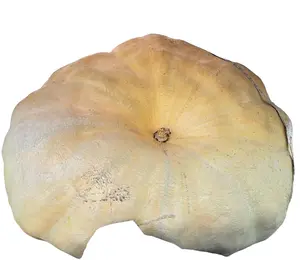 Giant Pumpkin Seeds Available Large $20 Elite $30 Spring Variety Options for Purchase