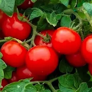 100Pcs Cherry Tomato Seeds Large Non-GMO  Fresh Garden Seeds