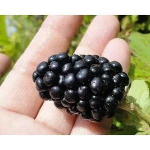 Caddo Thornless Blackberry