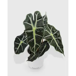 Alocasia Polly 'African Mask'