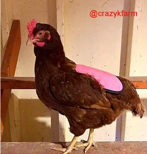 Hen Saver Hen Apron/Saddle (Amazon)