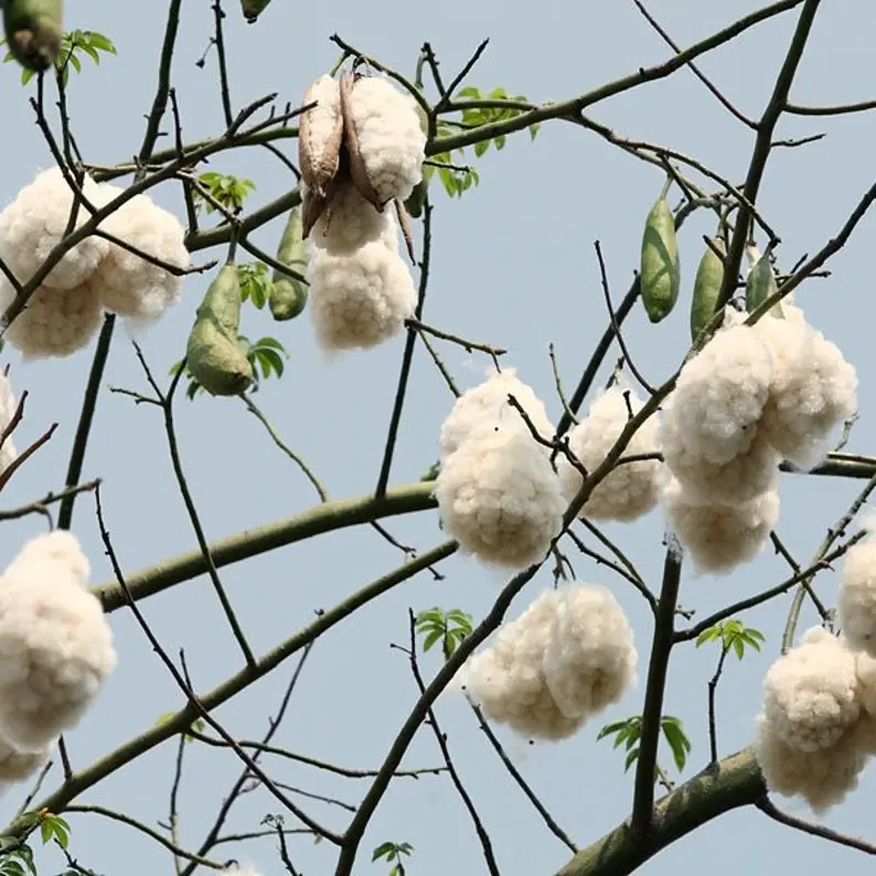 Ceiba Pentandra, Kapok tree tropical flowering wood cotton bonsai seed 10 seedsare succulent cactus caudex cacti seed 10 SEEDS