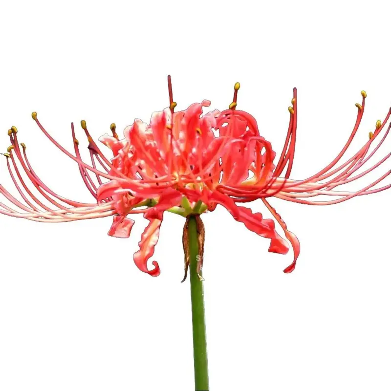 spider lily symbol - TikTok Shop