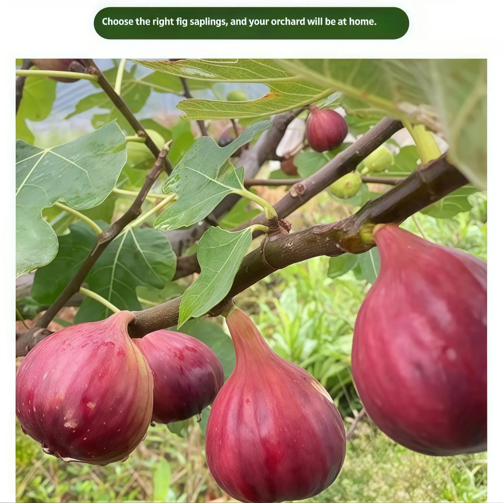 Fig Ree Sapling Non-GMO Heirloom Fig Tree Seedling - LiveFruit Tree Starter for ...