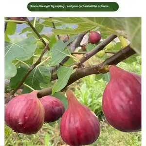 Non-GMO Heirloom Fig Tree Seedling - LiveFruit Tree Starter for Backyard Garden, PatioContainer, & Home Orchard, Fast Fruiting,Easy Care, Sweet Fresh Figs for DIYGardening