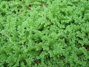BUY 2 GET 1 FREE (Large Portion!) Azolla Caroliniana (Fairy Moss, Mosquito Fern)-Easy Live Aquarium Pond Aquatic Plant