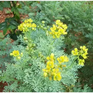 Rue 50 Seeds (Ruta Graveolens) Heirloom Herb-of Grace - Non GMO - Open Pollinated