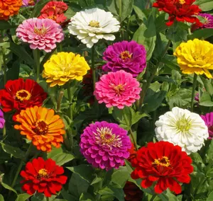 Zinnia Dahlia Seeds Pack for 2026 Non GMO 500 Pcs Flower Seeds | Vibrant Zinnia Elegans for Pollinator Gardens, Borders & Containers | Easy-to-Grow Outdoor Blooms
