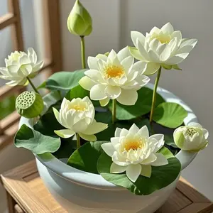 20+ Heavenly White Lotus Seeds - Plant the Purity and Tranquility! Ideal for Water Gardens & Indoor Serenity, Easy - Grow & High - Yield​