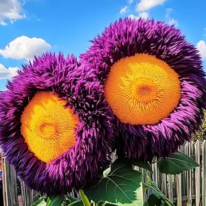 50PCS Giant Teddy Bear Sunflower Seeds | Rare Non-GMO Heirloom Sunflowers for Outdoor Home Gardens, Easy-Grow Variety that Attracts Pollinators and Adds Bold, Cheerful Color