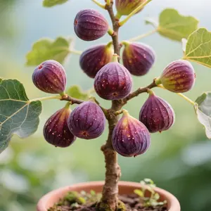 200 Fig Seeds for Planting – Heirloom Fig Tree Seeds, Seeds Only (Not Live Plants), Suitable for Home Gardens, Containers & Greenhouse Growing, Long-Term Fruit Tree Cultivation