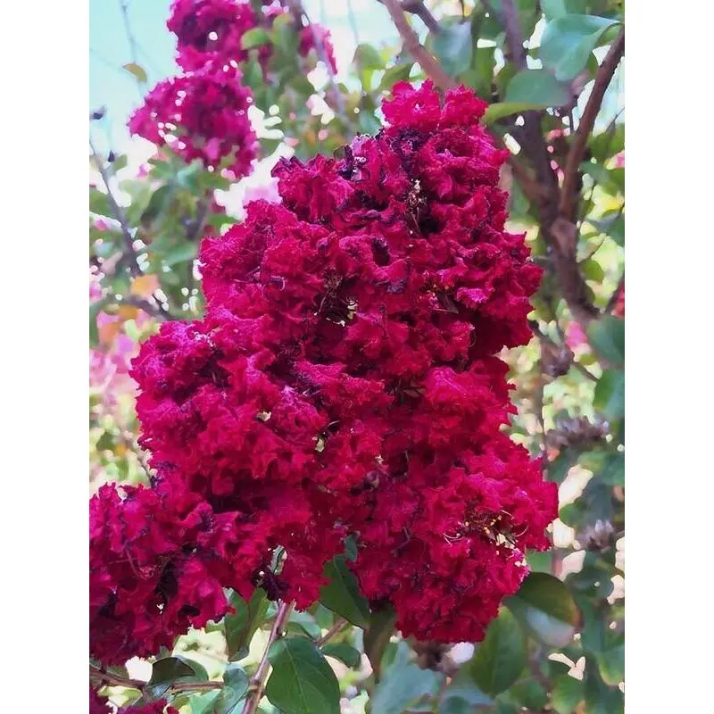Green River 20 Dynamite Crape Myrtle Seeds - Crape Myrtle Tree Flower Seed Pack, Vibrant Scarlet Blooms, Perennial Drought-Tolerant Tree, Stunning Summer Showstopper