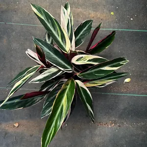 Stromanthe Triostar plant 6 in pot  Houseplant