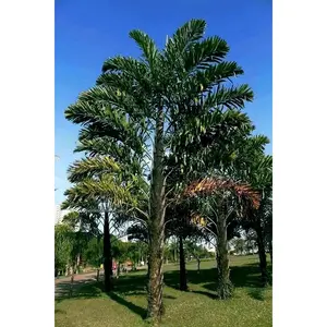 Fishtail Palm Tree Seeds (Wallichia disticha) – Rare Distichous Exotic Tropical Palm