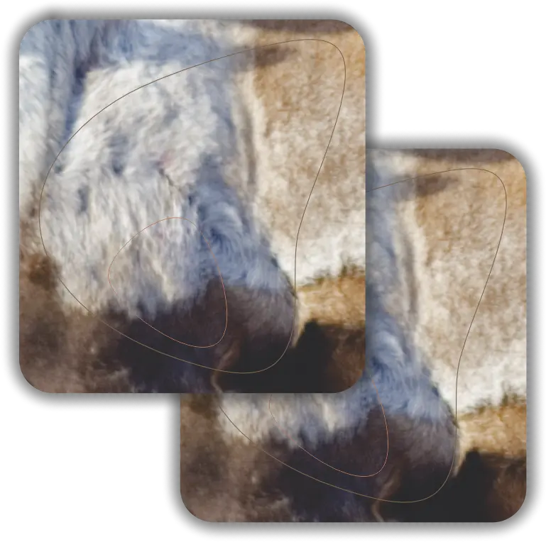 2D Caribou Broadside Vital Zones