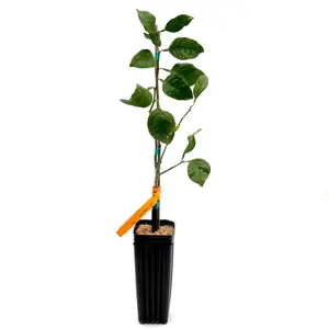 US Citrus Nursery Shiranui Mandarin Tree – Seedless Sweet Sumo Citrus, Easy Peel Premium Mandarin, Live Citrus Plant, Indoor Outdoor Fruit Tree, Texas Grown
