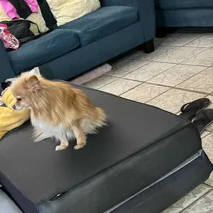 ORHOPUI Memory Foam Mattress Portable Floor Bed for Indoor and Outdoor Foldable Mat with Foldable, Washable Cover for Travel, Camping and Yoga