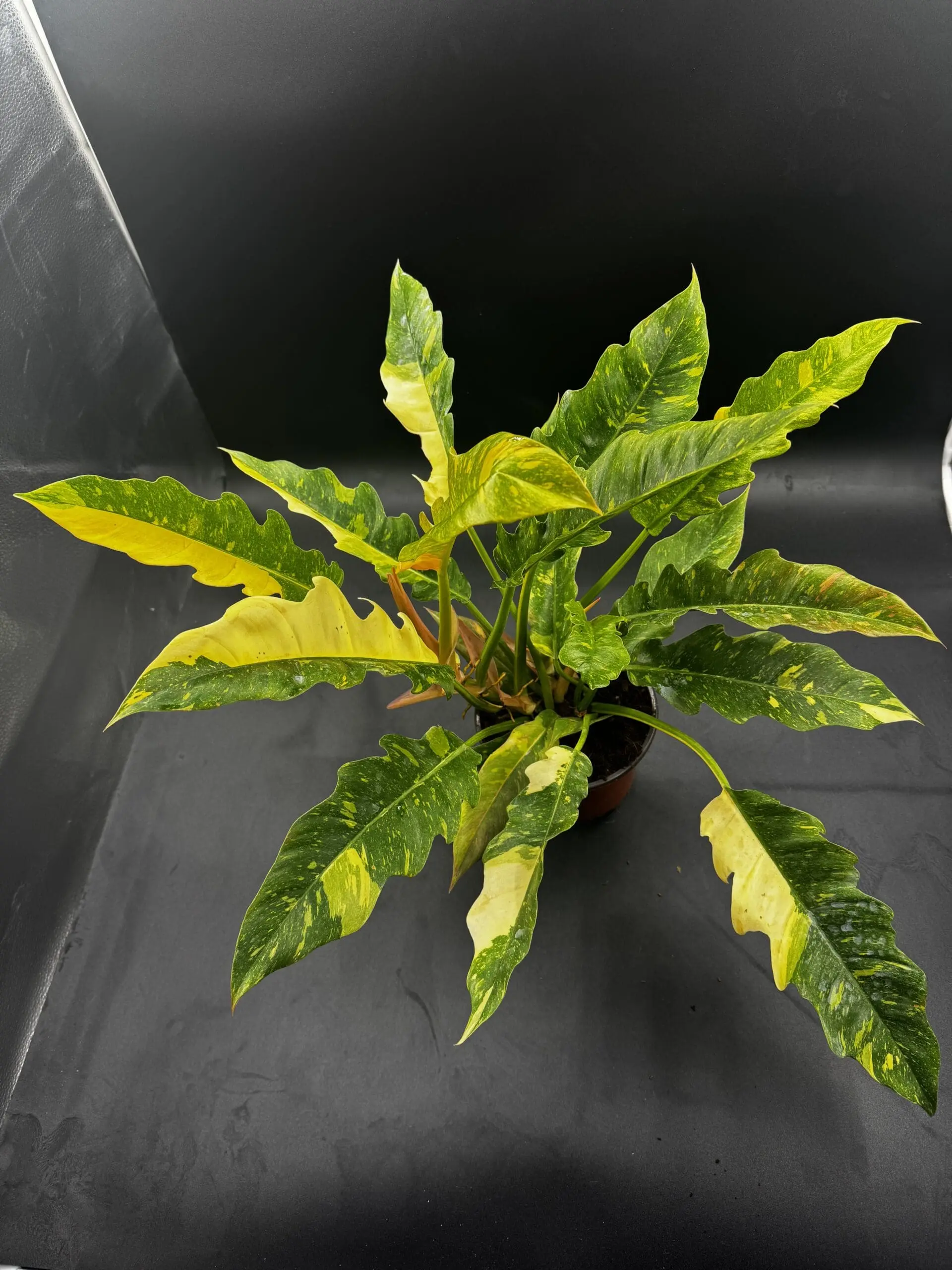 Philodendron Ring Of Fire