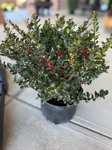 Royal Family Holly Combo - 2-in-1 Female & Male Blue Holly Evergreen for Best Red Berry Display - Spring White Flowers to Fall/Winter Red Berries - Classic Decorative Plant for Outdoor Rooms & Privacy Hedges