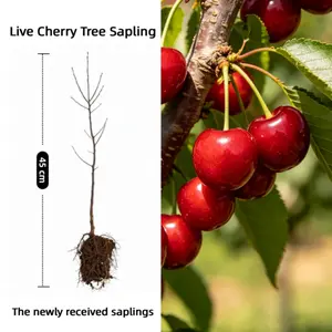 Sweet Cherry Tree Live Plant 2-3 Year Old Sapling Self-Fertile Fast Fruiting for Home Garden Patio Outdoor Planting