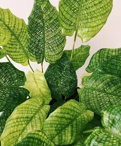 Calathea Musaica in 4” Pot Live Houseplants