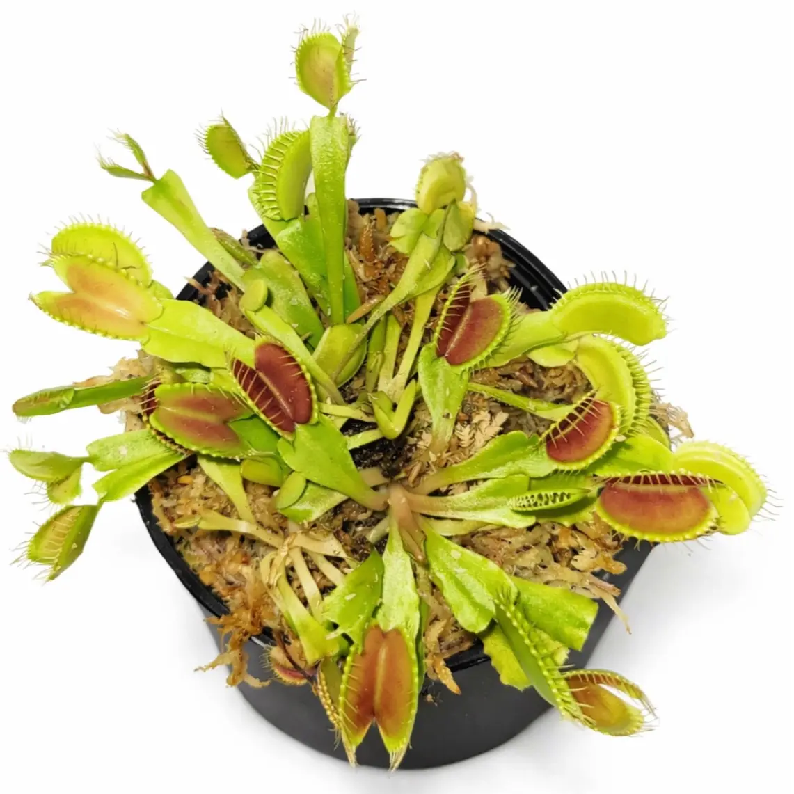 3 Pack Small Venus Flytraps Dionaea Muscipula Carnivorous Plants Compact Indoor Decor Easy Care for Beginners