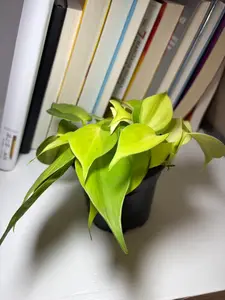 RZ-36   Philodendron Brazil Live Trailing Plant 4 Inch Pot | Easy Care Indoor Vining Houseplant for Home & Office Decor