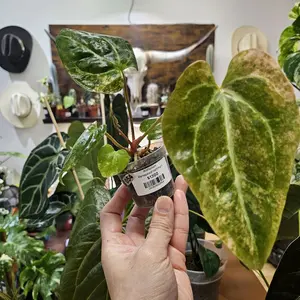 Rare Pink Variegated Anthurium Hoffmanii