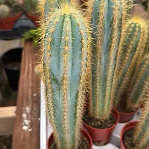 blue Torch Cactus 3.25 inch pot Plant