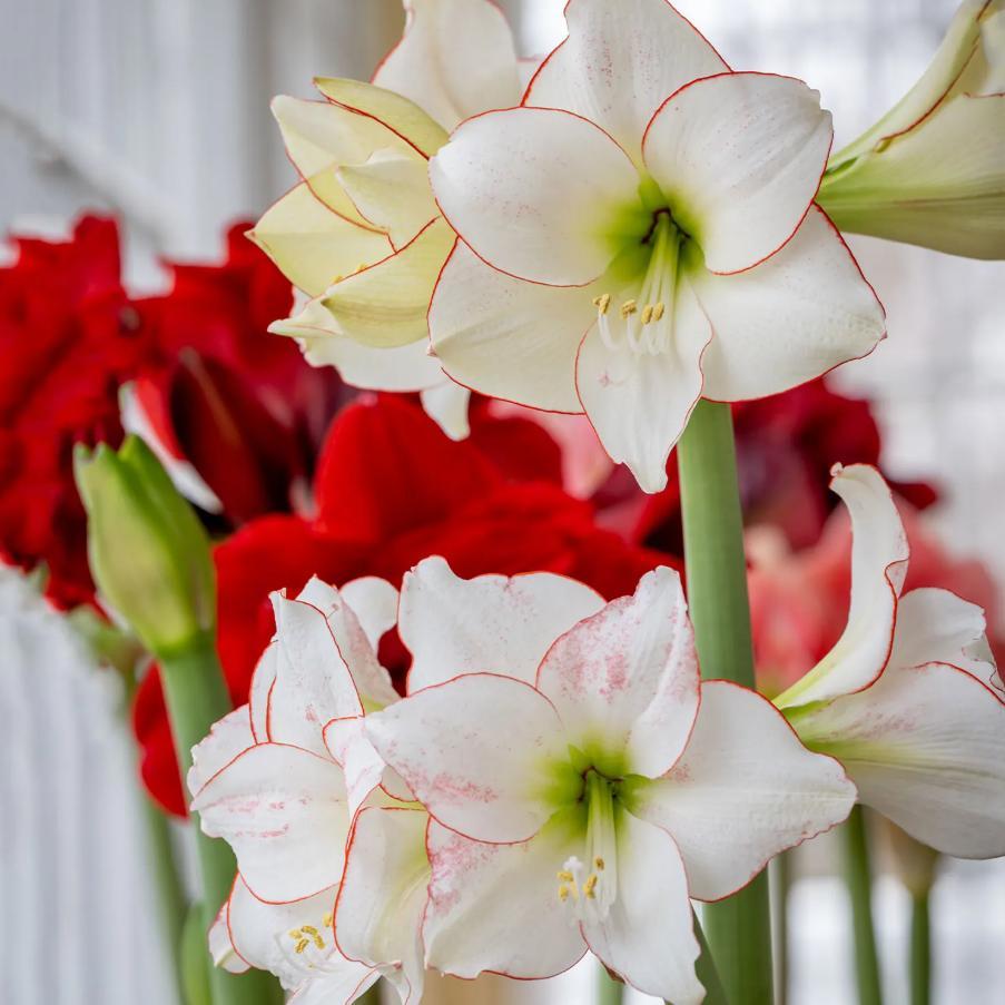 Hippeastrum Seeds – Stunning Amaryllis Flowers, Beginner-Friendly & Non-GMO, Easy to Grow for Garden, Pots, Indoor & Outdoor, Large Blooming Ornamental Flower, Perfect Gift for Garden Lovers