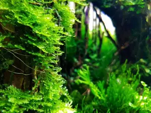 BUY 2 GET 1 FREE Java Moss (Vesicularia Dubyana)-Easy Live Aquarium Pond Aquatic Plant