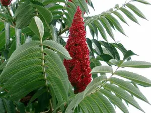 Smooth Sumac Tree Seeds 6 Pack x 500 Seeds Rhus glabra Fast Germination Indoor Outdoor Balcony Patio Urban Garden