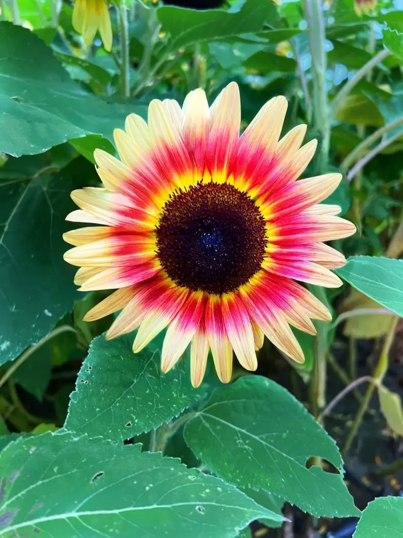 15 seeds flower Seeds - Sunflower Seeds Strawberry Blonde Sunflowe