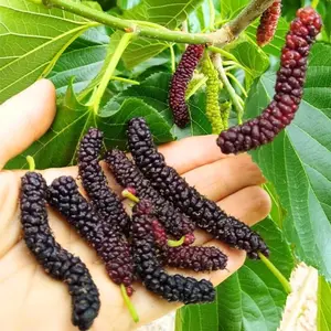 200+ Heirloom Mulberry, Blackberry, Raspberry Fruit Mix Seeds - Ideal for Outdoor Planting and Sweet Fruit Harvest