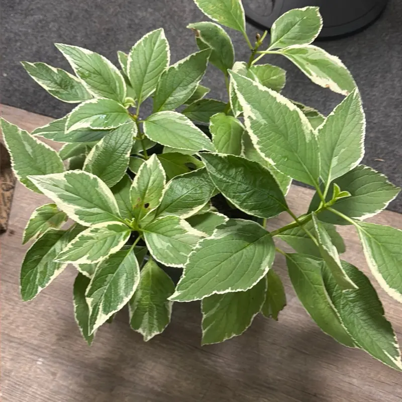 Hydrangea macrophylla 'Variegata'